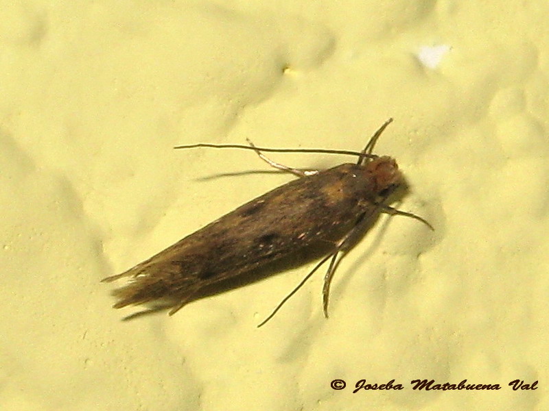 Tinea pellionella o trinotella? Tinea sp., Tineidae